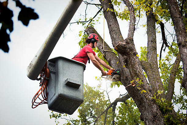 Best Local Tree Services  in USA